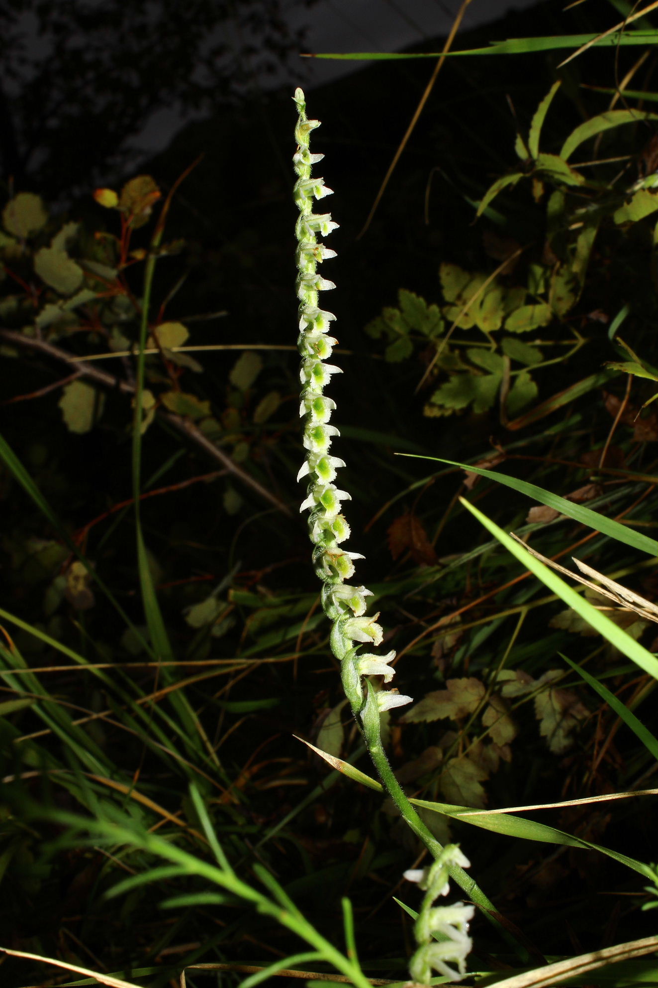 Spiranthes spiralis da Genova